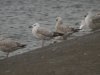 Caspian Gull at Hole Haven Creek (Steve Arlow) (50592 bytes)